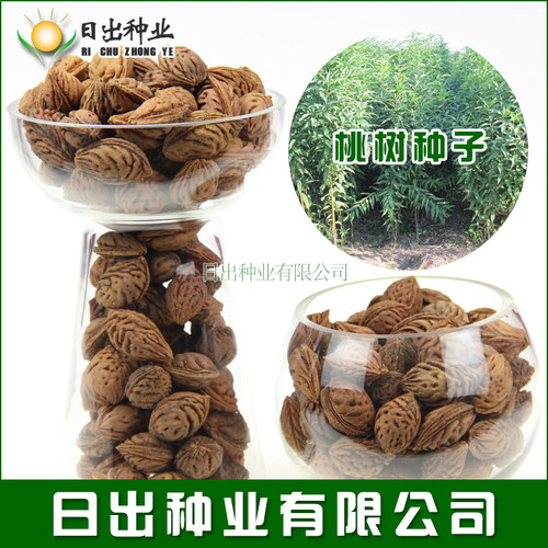 新种子冬天出芽毛桃核