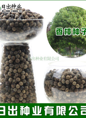 香樟种子樟树小叶大叶芳樟