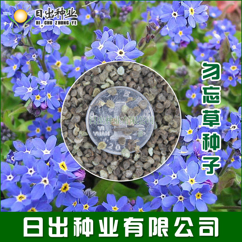 勿忘草种子价格 勿忘草种子图片 星期三