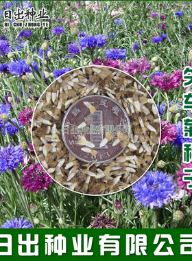 矢车菊种子 混色蓝色 易活播易种阳台花卉园林绿化景观耐寒秋播