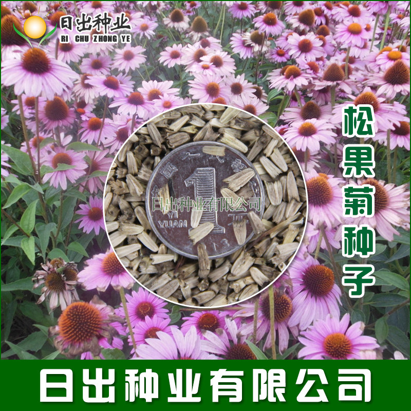紫松果菊种子 草原松果菊种子 紫锥花 景观花卉花海种子多年生