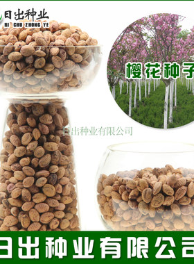 樱花种子一级大红山樱