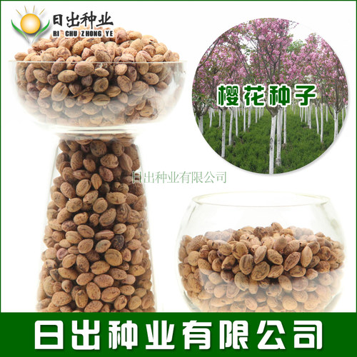 日本櫻花種子销量排行榜 日本櫻花種子品牌热度排名 小麦优选