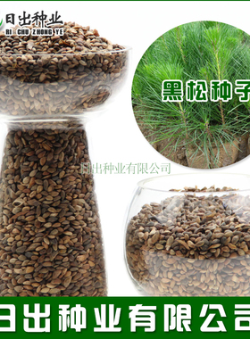 新采一级黑松种子 日本黑松 东北黑松 山东黑松 松树种子