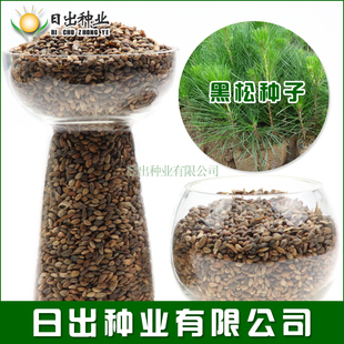 新采一级黑松种子 日本黑松 东北黑松 山东黑松 松树种子