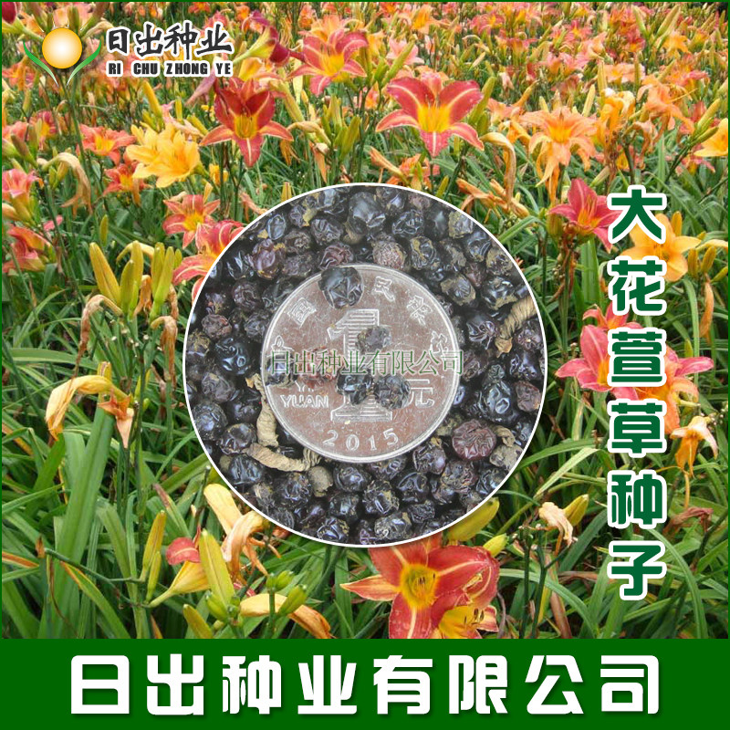 金娃娃萱草种子 大花萱草种子 黄花菜 蔬菜种子易种盆栽金针菜种