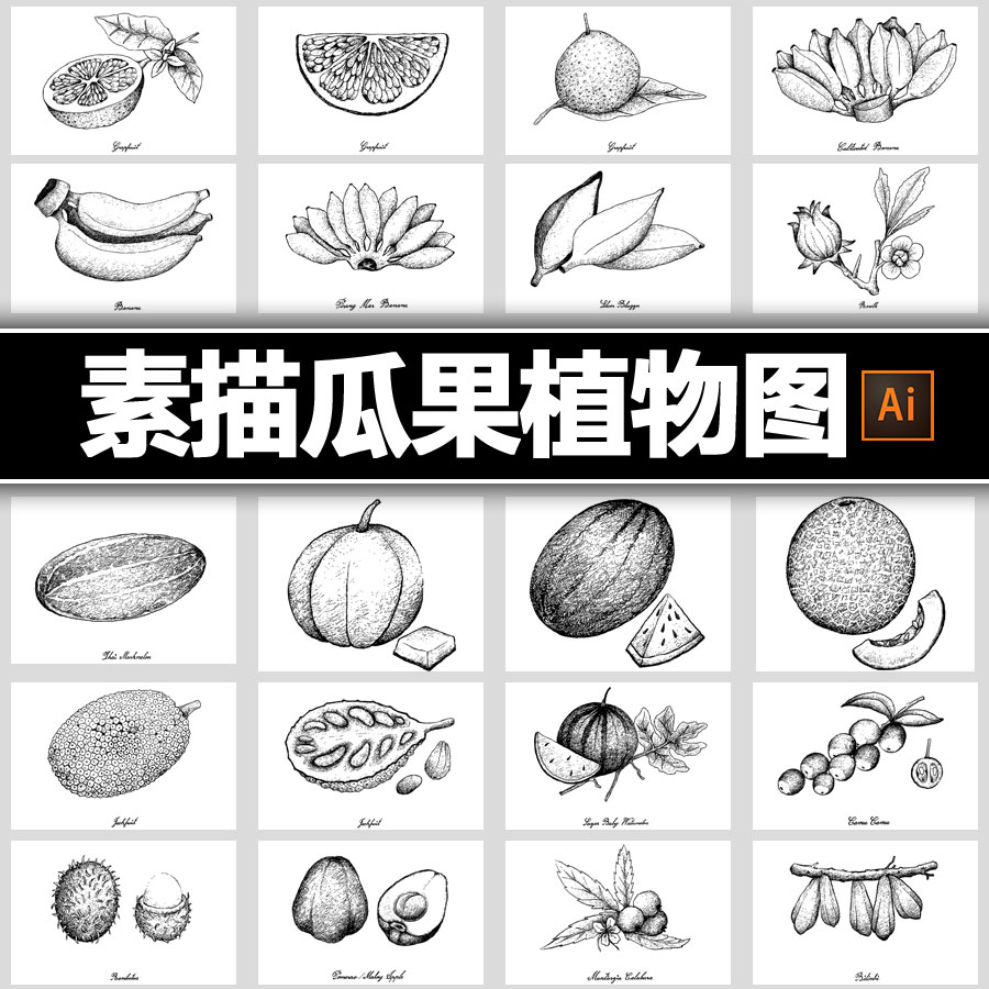 黑白素描植物插画水果西瓜香蕉火龙果葡萄石榴装饰ai平面设计素材图片