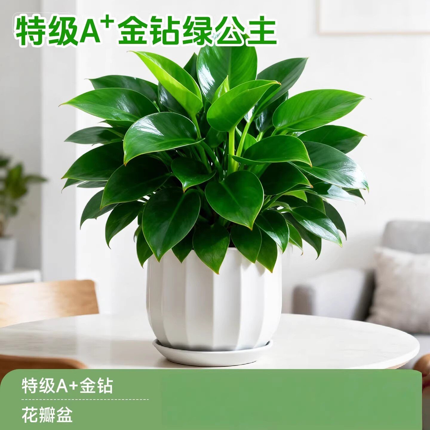 金钻盆栽植物水培办公室植绿公主室内易活土培带盆阳台盆栽图片