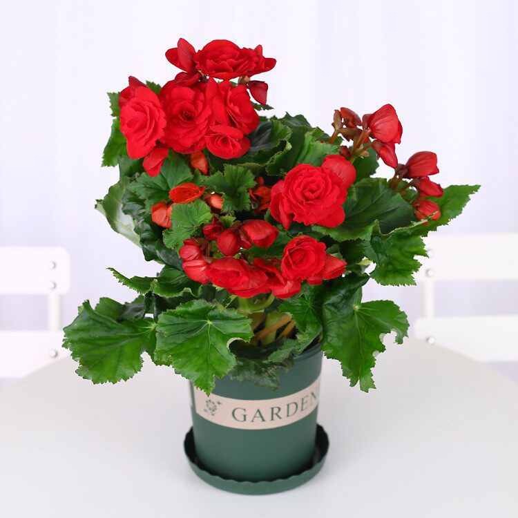 丽格海棠花盆栽带花苞图片