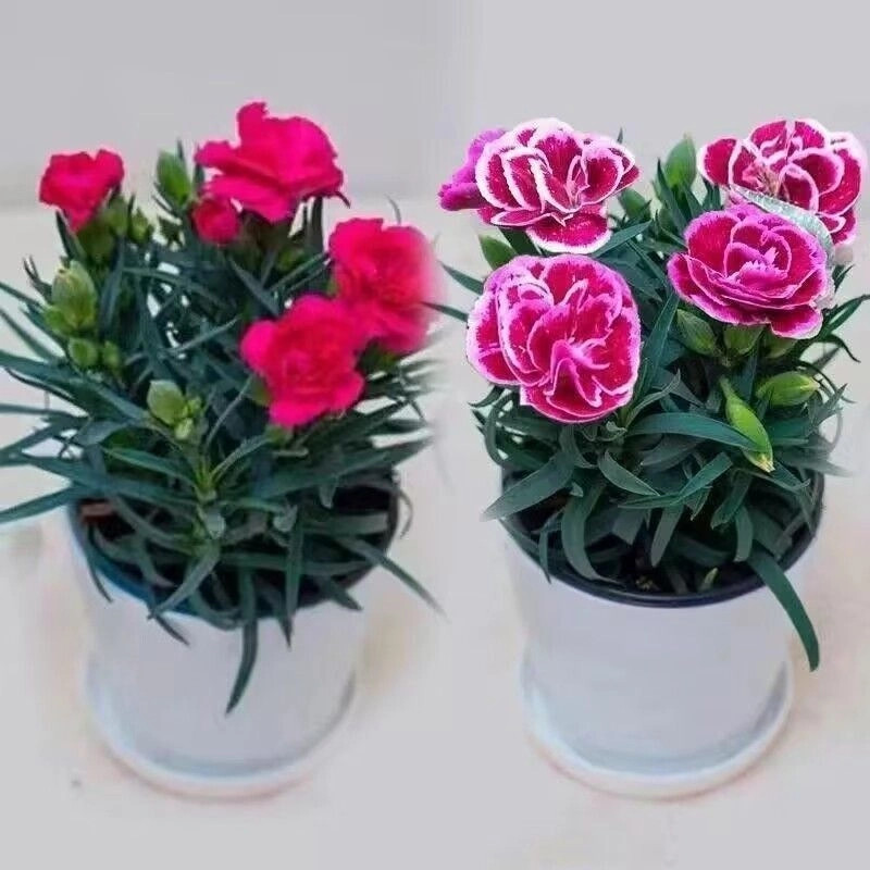 康乃馨盆栽花卉绿植室内客厅