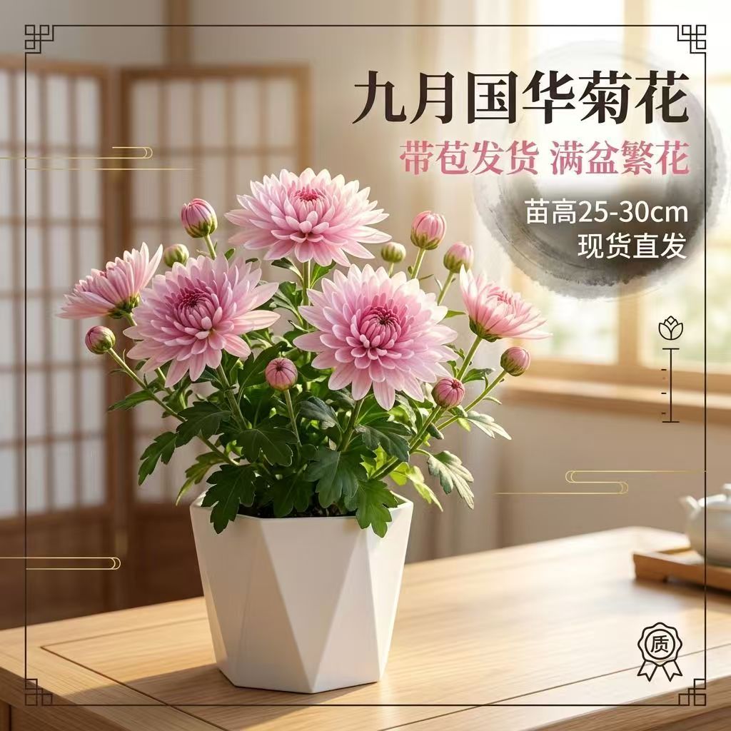 九月大花紫绣球千头菊带花苞