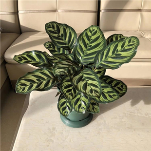 孔雀竹芋桌面盆栽喜阴植物懒人植物好养绿植室内植物净化空气