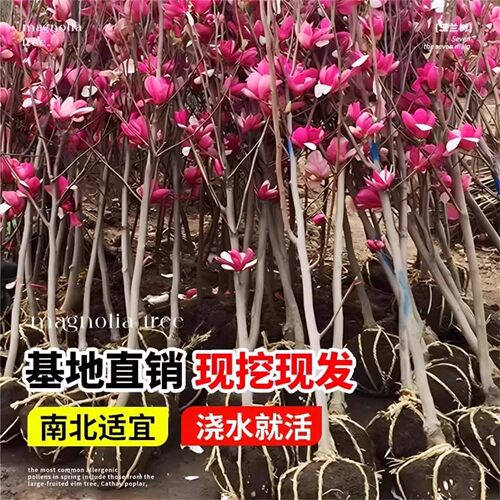 白兰花盆栽室内好养带苞飘香