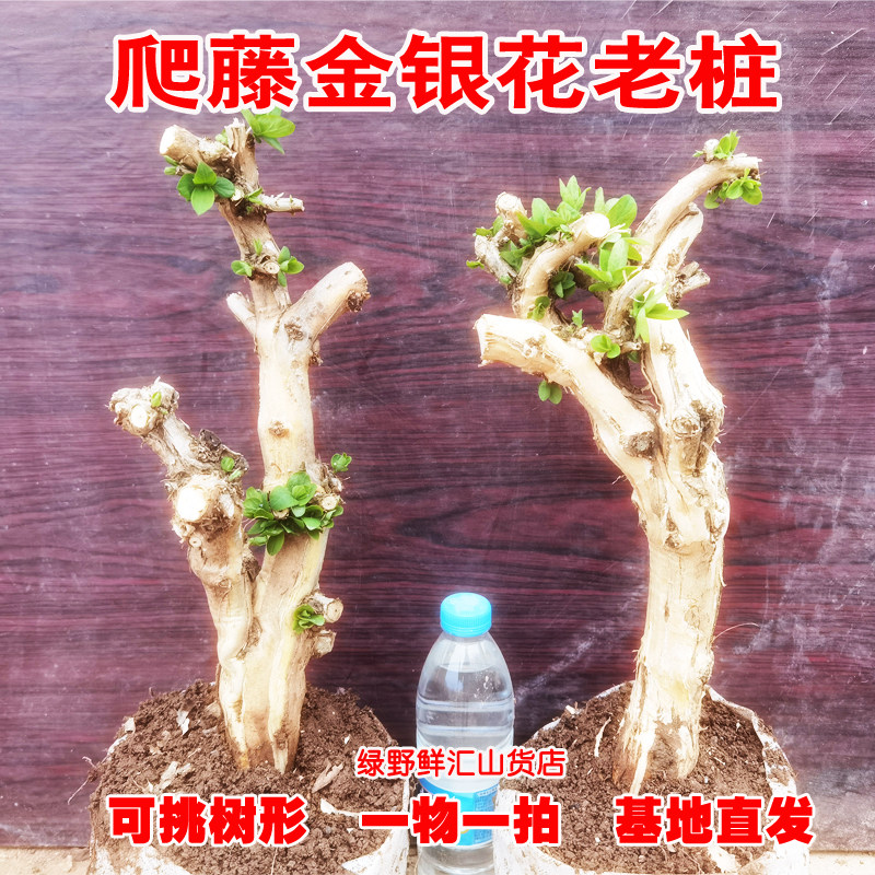 大型精品金银花老桩树苗盆栽耐寒花卉爬藤植物庭院客厅盆景阳台