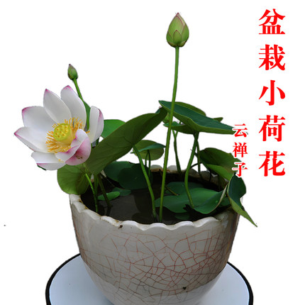 微小型观赏荷花苗盆栽莲花种籽水养碗莲水培花卉水生植物绿植藕种
