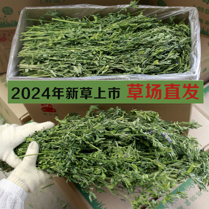 24年紫花苜蓿草干草兔子豚鼠荷兰猪龙猫兔子草特级苜宿草毛重1kg