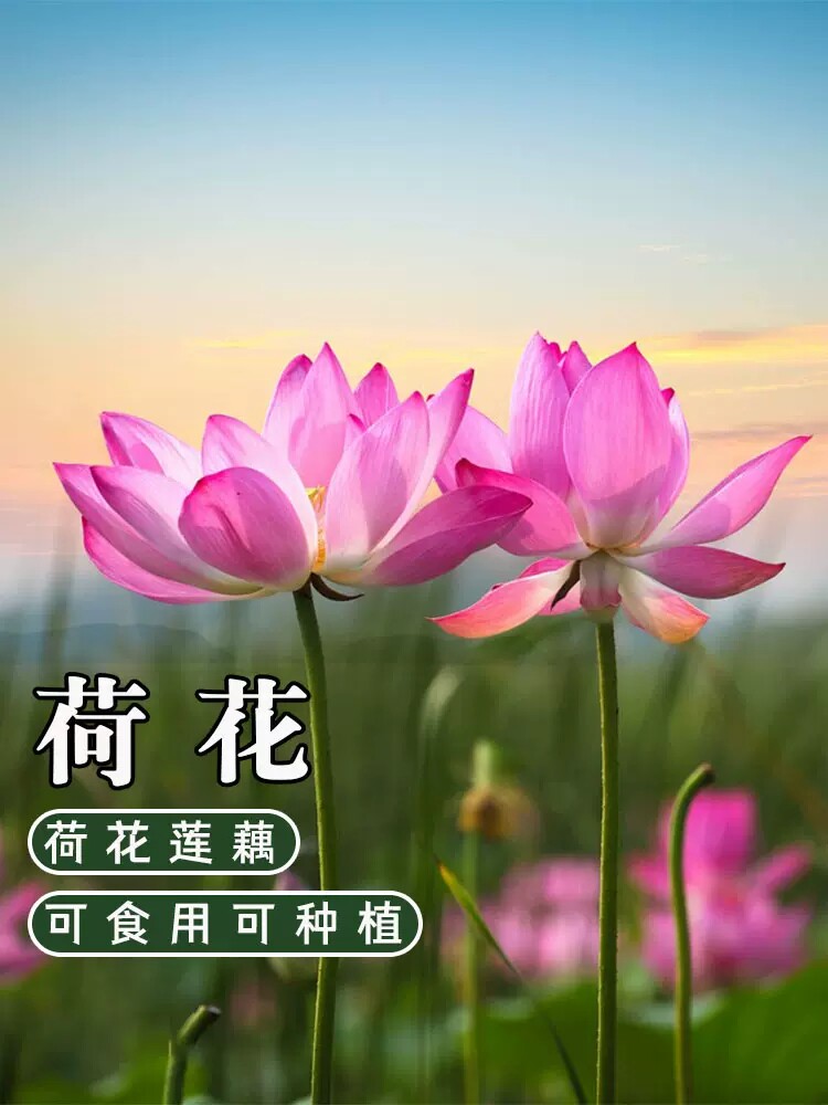 荷花藕种观赏莲花苗水培碗莲睡莲根块钱花卉水生根莲藕苗缸养植物