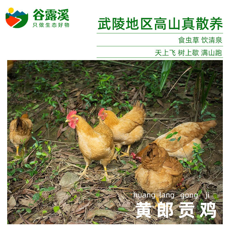 黄郎贡鸡湘黄鸡土鸡高山生态农家散养谷饲含硒低脂月子跑山鸡正宗,水产肉类/新鲜蔬果/熟食,整鸡/整鸡制品,淘宝优惠券,粉丝福利购,淘宝优惠卷