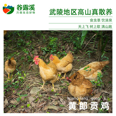 湖南武陵山农家散养跑山鸡土柴鸡