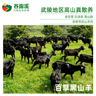 武陵山散养黑山羊肉高山原生态放养含硒低脂小耳羊腿排含肉碱现杀