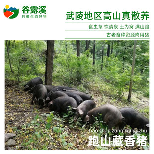 武陵山跑山藏香猪高山放养慢养无抗含硒低脂农家土猪正宗黑毛猪肉