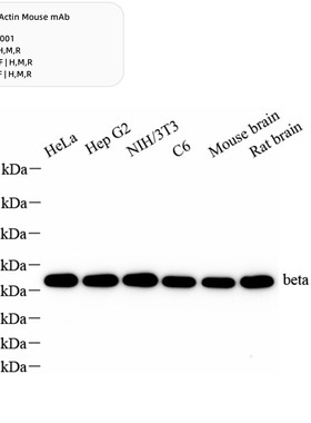 beta Actin 直标内参抗体 HRP偶联WB无需二抗 直接ECL显色