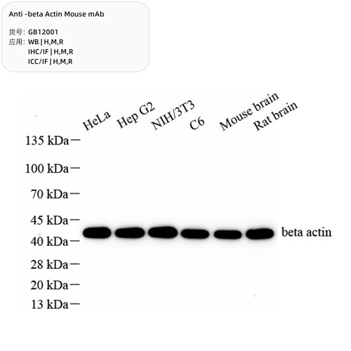 beta Actin 直标内参抗体 HRP偶联WB无需二抗 直接ECL显色