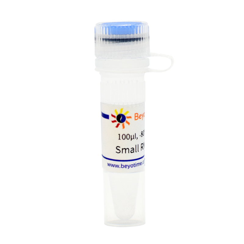R0206-100μl Small RNA Ladder (10-50nt, 9 bands)