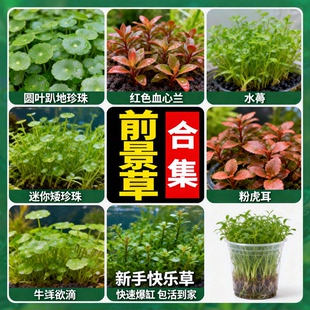前景爬地日本高矮珍珠真草鱼缸水草造景植物阴性迷你牛毛草水下叶