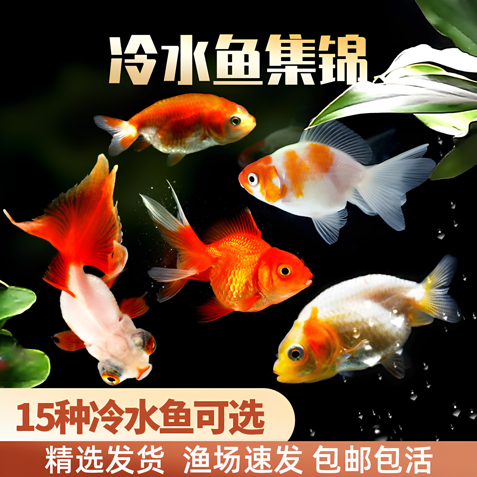 小金鱼活鱼锦鲤淡水活体草金好养耐活冷水小型观赏蝴蝶鲤兰寿鱼苗