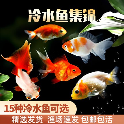 小金鱼活鱼锦鲤淡水活体草金好养耐活冷水小型观赏蝴蝶鲤兰寿鱼苗