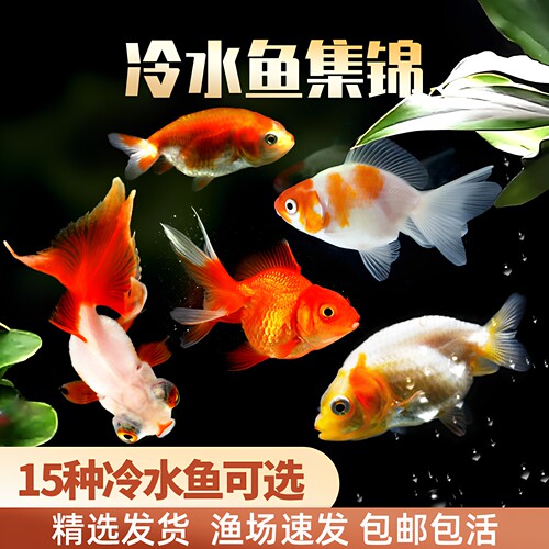锦鲤好养耐活冷水观赏小金鱼淡水