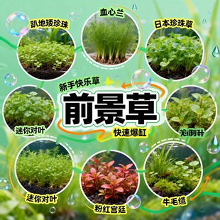 无菌杯牛毛水草鱼缸专用造景草坪草皮前景草阴性增氧爬地矮珍珠草