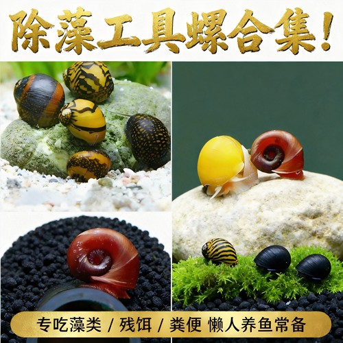 活体大号黄金螺除藻清缸