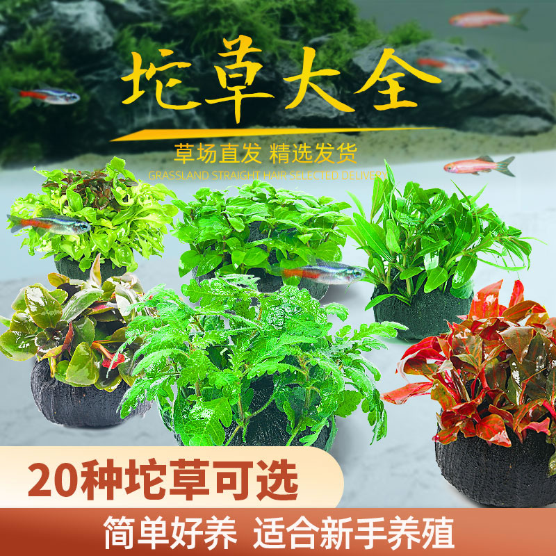 带底砂的水草，放在缸里自然生长