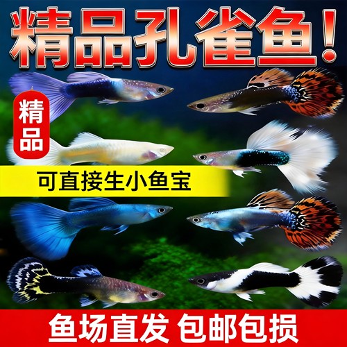 纯种孔雀鱼斑马金鱼活体易养