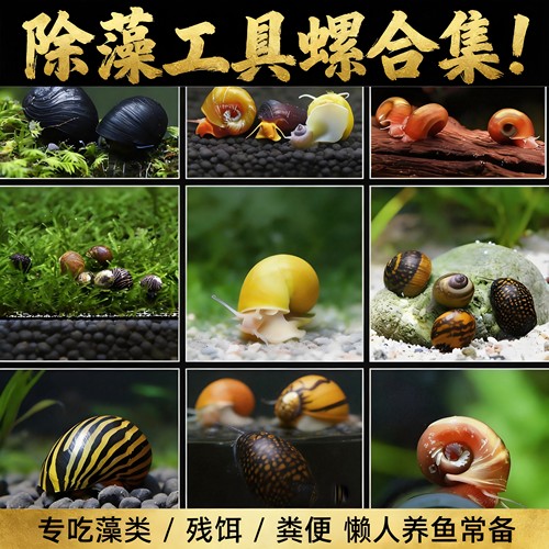 黑金刚螺鱼缸除藻清粪便净水