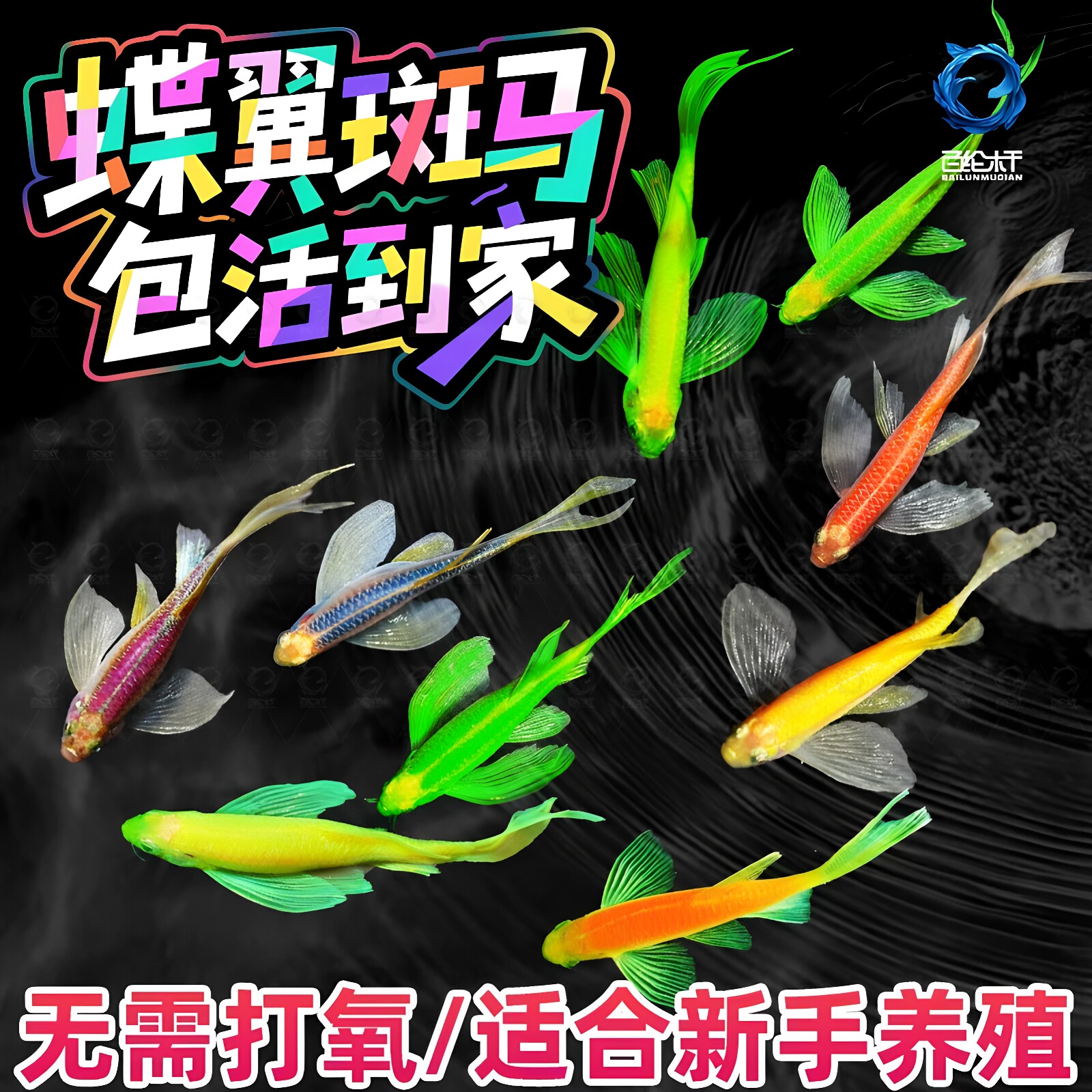 蝶翼斑马鱼长尾长鳍大帆翡翠绿观赏鱼龙凤冷水小型淡水好养小活鱼