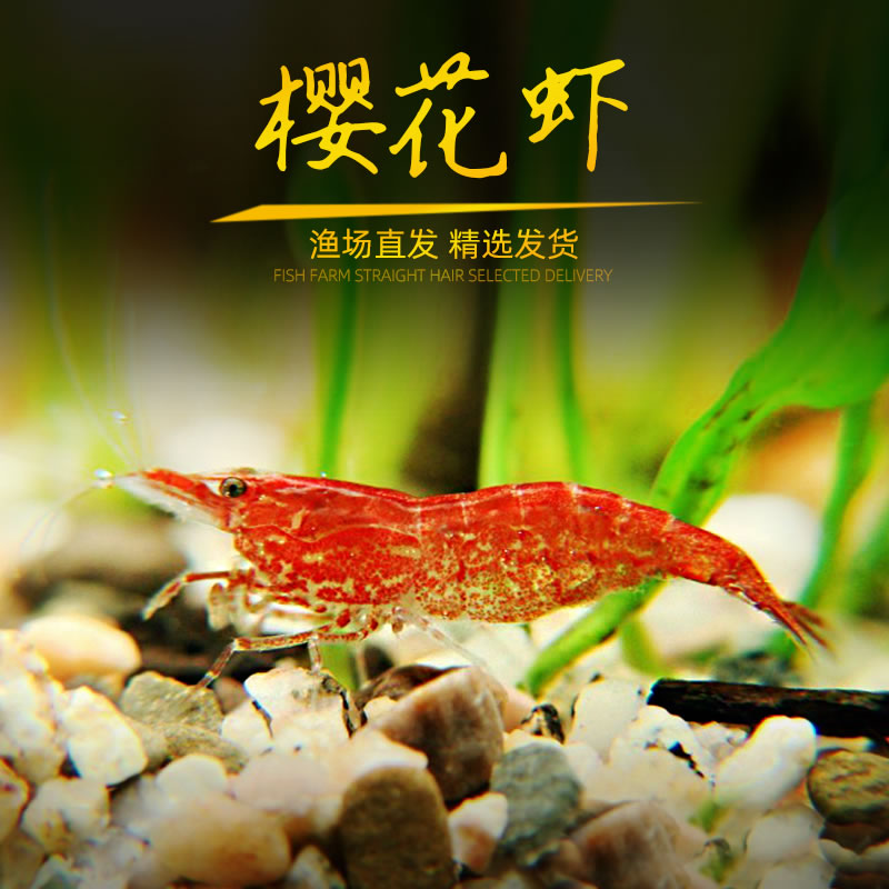 观赏虾樱花虾 活体宠物虾包邮套餐 水草缸除藻工具虾与水晶虾混养