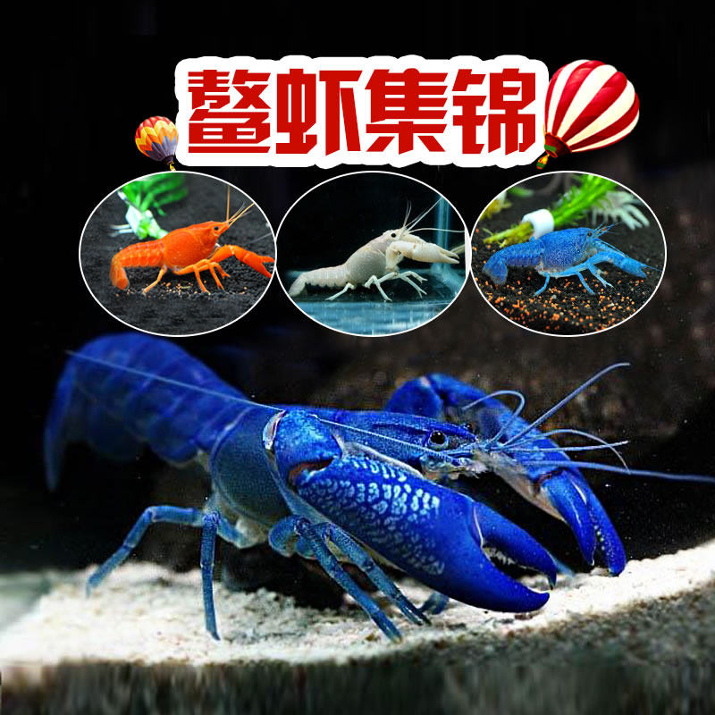 观赏鳌虾苗淡水活体大型水族宠物好养侏儒蓝色小龙虾人工天空蓝魔