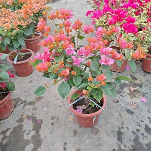 【14一物一拍】三角梅四季开花勤花室内阳台庭院好养花卉