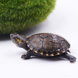 【剃刀龟苗活体麝香龟图片】剃刀龟苗活体麝香