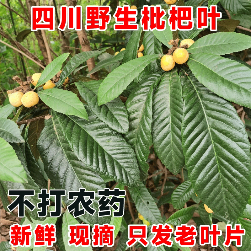 四川野生枇杷叶新鲜枇杷叶现摘枇干花/花瓣/干花包/