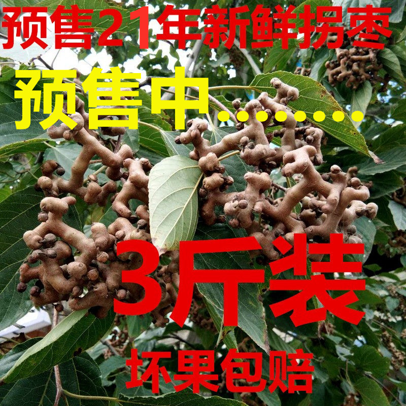 野生秦岭拐枣鸡爪梨枳椇子万寿果