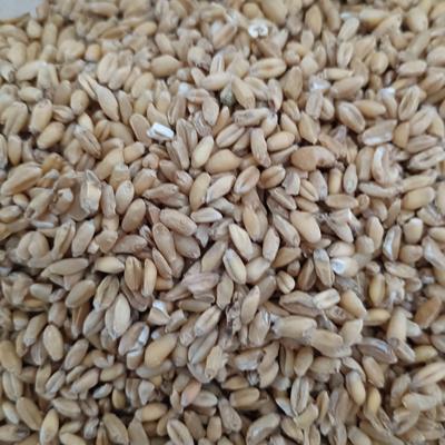 正宗陕西汉中浮小麦小麦仁干瘪小麦米浮小麦茶 中药材 500g