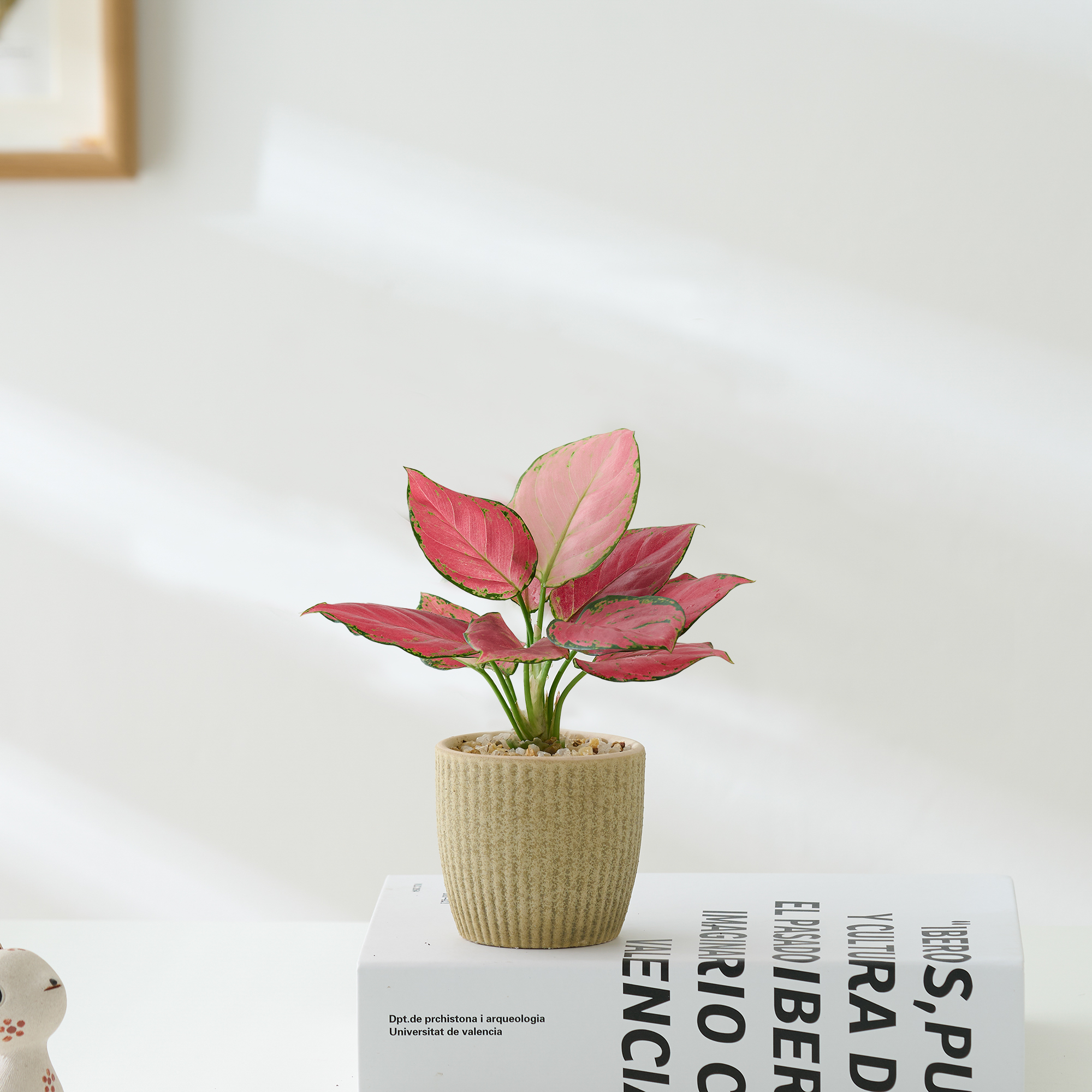 吉利红办公室内绿植净化空气桌面好养活四季寓意北欧解压招财盆栽