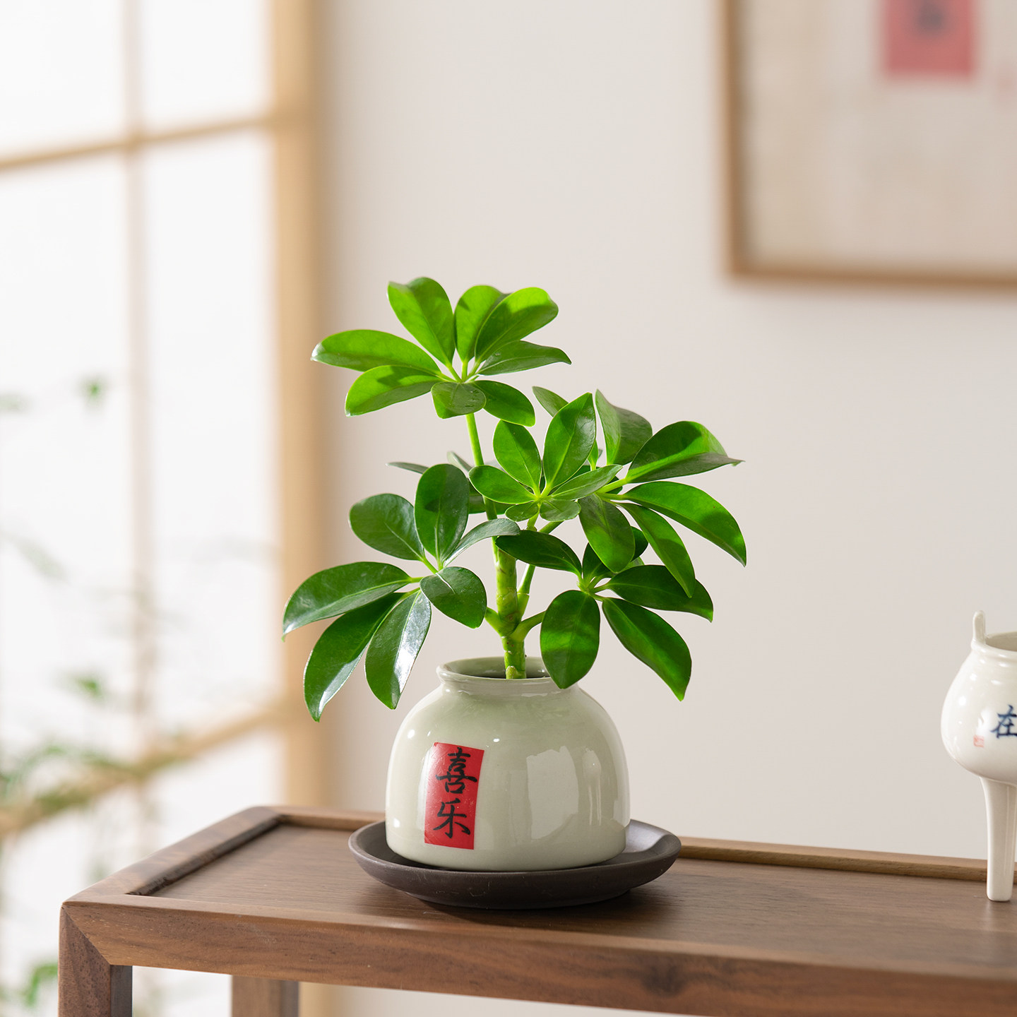 八方来财鸭脚木盆栽水培植物办公室内客厅桌面四季常青好养绿植