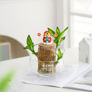 巴西木盆栽室内客厅植物办公室桌面水培绿植懒人好养花卉盆景送礼