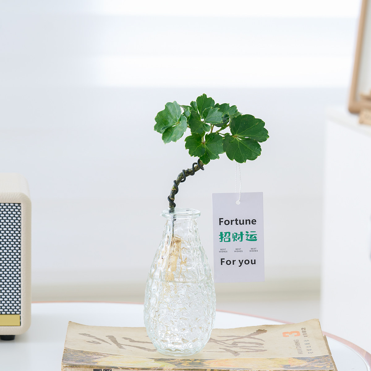 水培福禄桐钱多多植物盆栽客厅桌面招财办公室绿植室内四季好养活