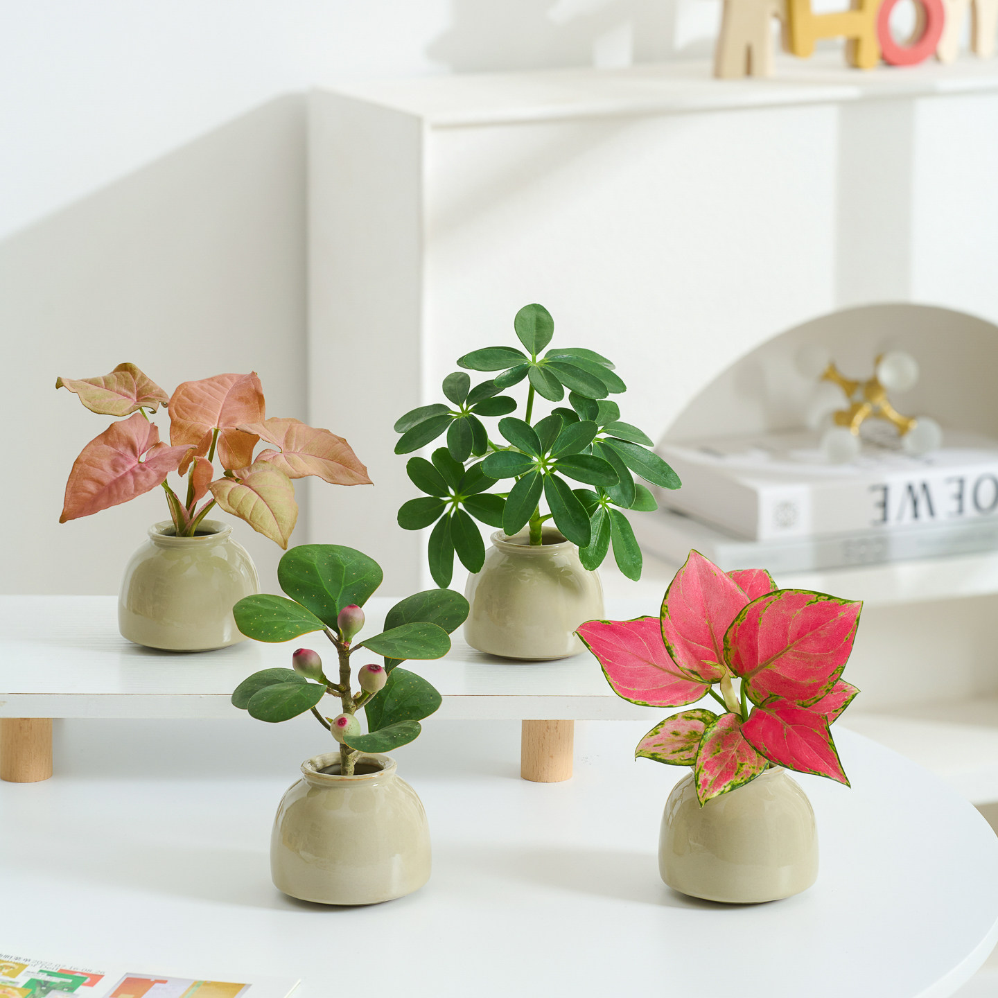 八方来财鸭脚木吉利红盆栽水培植物客厅办公桌面花卉四季好养绿植,鲜花速递/花卉仿真/绿植园艺,绿植,淘宝优惠券,粉丝福利购,淘宝优惠卷